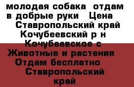  молодая собака, отдам в добрые руки › Цена ­ - - Ставропольский край, Кочубеевский р-н, Кочубеевское с. Животные и растения » Отдам бесплатно   . Ставропольский край